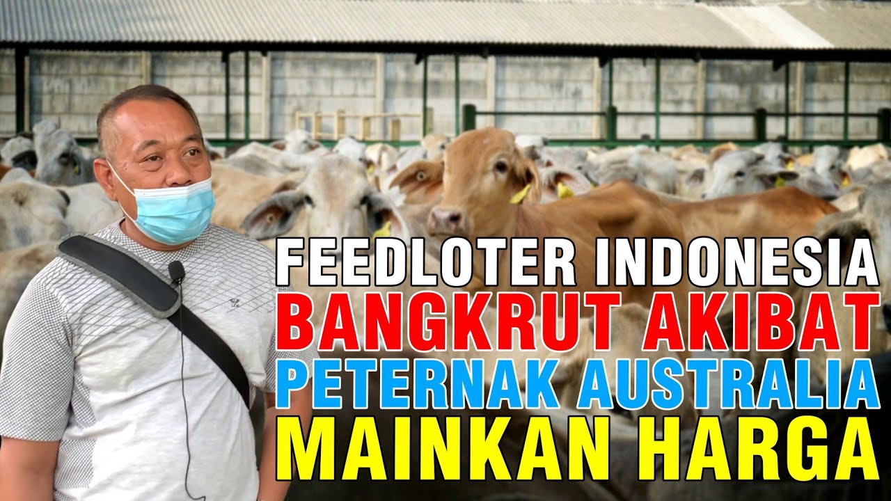 
                                 Feedloter-Indonesia-Bangkrut-Akibat-Peternakan-Australia-Menaikan-Harga